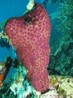 cystodytes_violatinctus-fa023