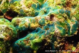 diplosoma_simile-apr1