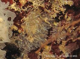 pseudodistoma_fragilis-slb6394