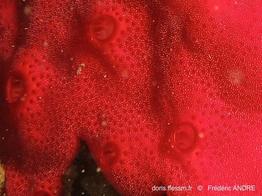 didemnum_granulatum-fa256d