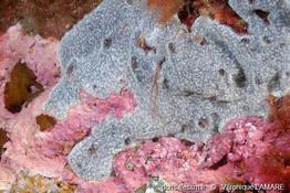 diplosoma_spongiforme-vl2