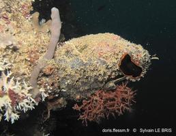 polycarpa_mytiligera-slb6653