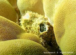 polycarpa_cryptocarpa-fa42