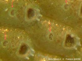 fenestrulina_malusii-fa17c