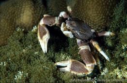 neopetrolisthes_maculatus-vl1