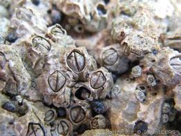 chthamalus_montagui-slb3