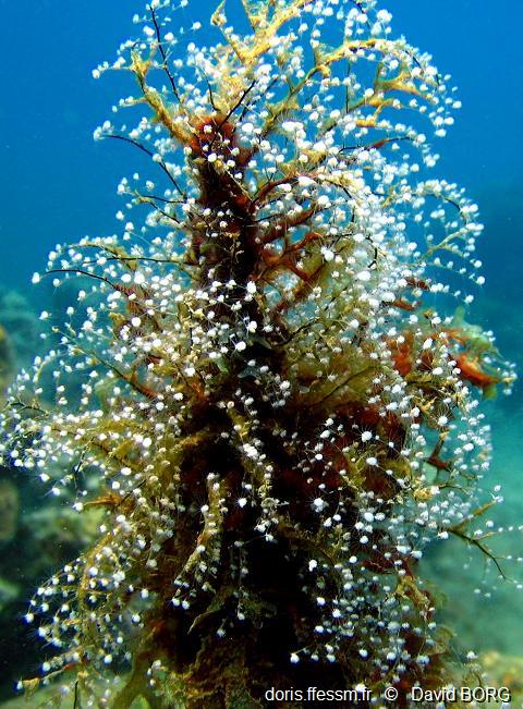 Hydraire des amarres