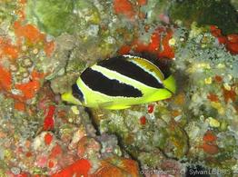 chaetodon_mitratus-slb1