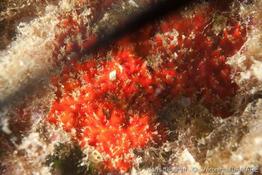 raspaciona_aculeata-01