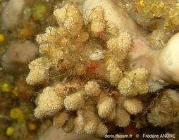 celleporina_mangnevillana-fa13rd