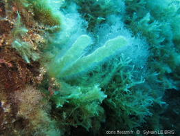 asperococcus_bullosus-slb11