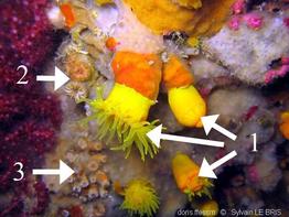 caryophyllia_inornata-slb6