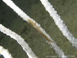 astacilla_longicornis-slb
