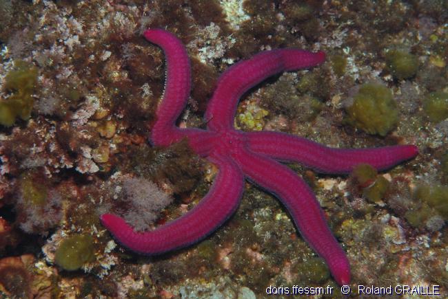Etoile de mer violette