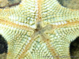 asterina_gibbosa-apsi777