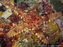 asteropsis_carinifera-slb1