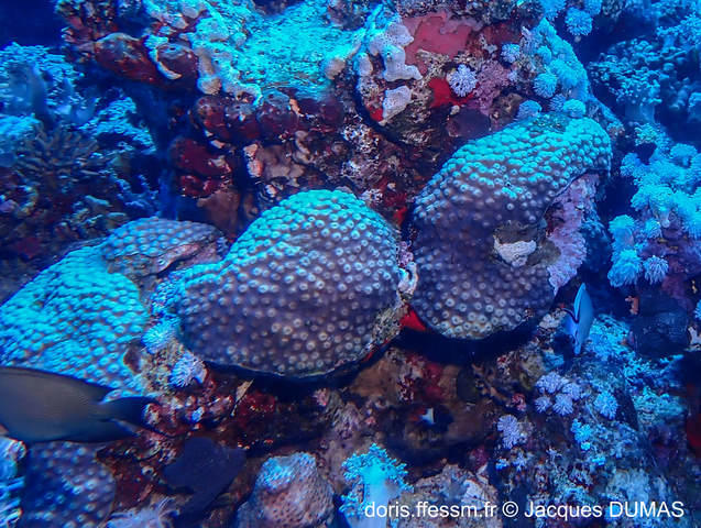 astreopora_myriophthalma-jd01