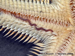 Astropecte_aranciacus+Acholoe_squamosa-stja701