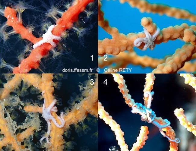 Astrospartus_mediterraneus-cere-x4