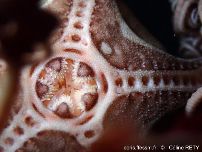 Astrospartus_mediterraneus-cere2926