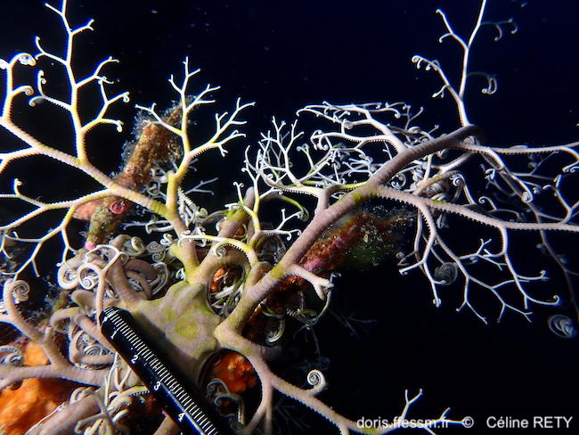 Astrospartus_mediterraneus-cere3518