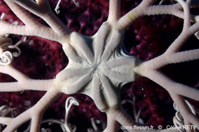 Astrospartus_mediterraneus-cere4012