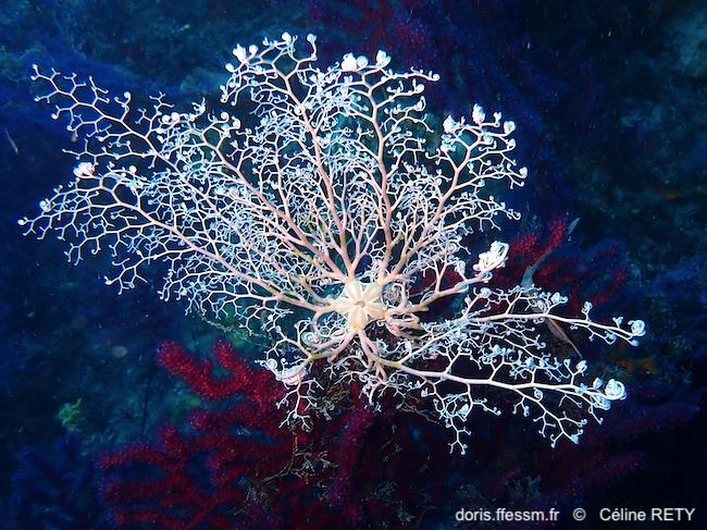 Astrospartus_mediterraneus-cere4026
