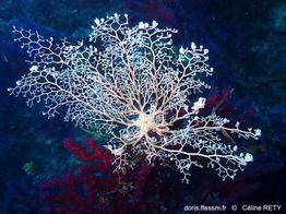 Astrospartus_mediterraneus-cere4026