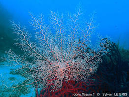 Astrospartus_mediterraneus-slb24