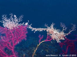 Astrospartus_mediterraneus-slb4016