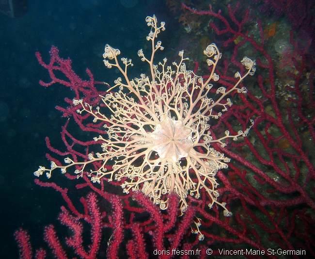 astrospartus_mediterraneus_vmsg6