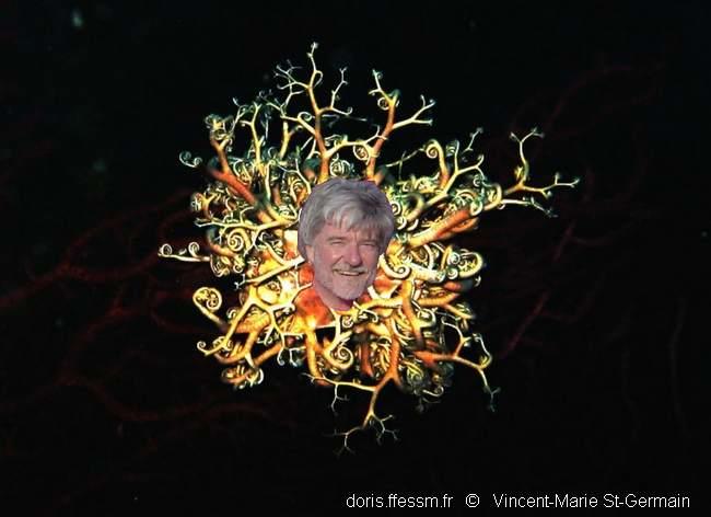 astrospartus_mediterraneus_vmsg9