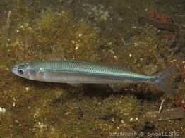 atherina_hepsetus-slb