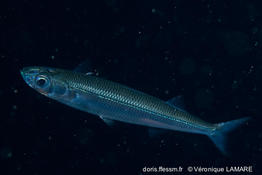 atherina_hepsetus-vl1