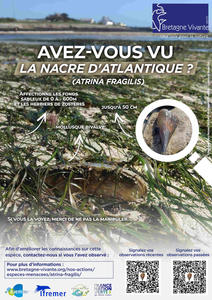 atrina_fragilis-estran