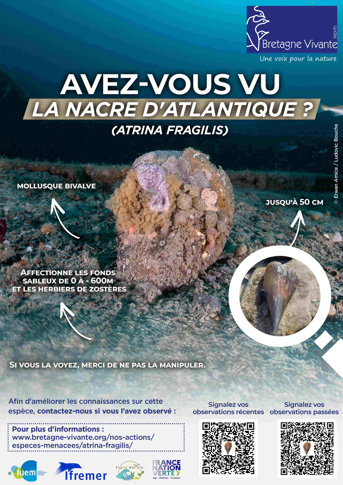 atrina_fragilis-plongée