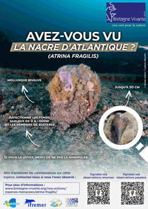 atrina_fragilis-plongée