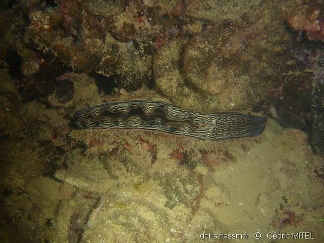 atrina_vexillum_1.1_ced_nou