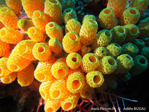 atriolum_marinense-ab1