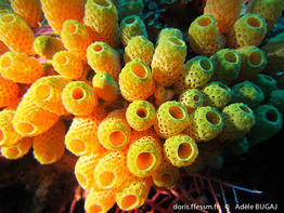 atriolum_marinense-ab1