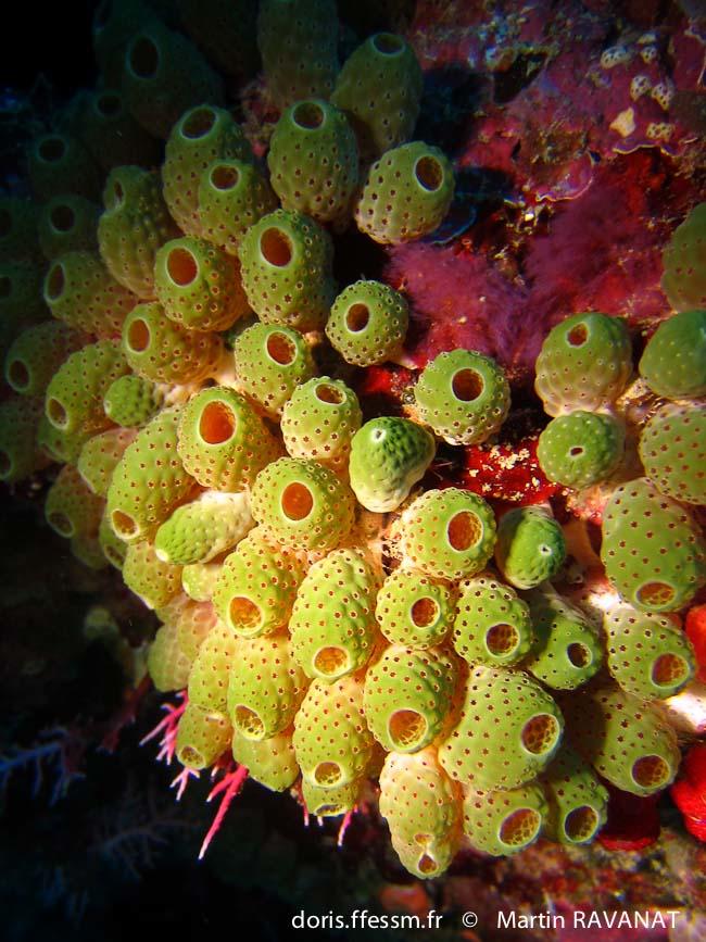 atriolum_marinense-mr1