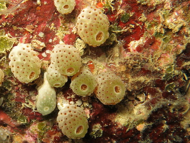 atriolum_marinense-slb2