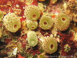 atriolum_marinense-slb2243