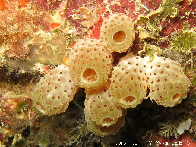 atriolum_marinense-slb3