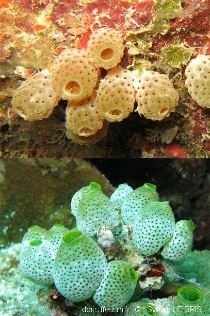 atriolum_marinense-slb5