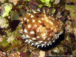 cyclichthys_orbicularis-slb2