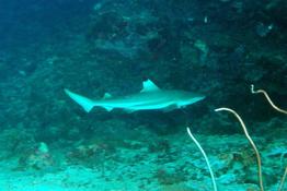 carcharhinus_melanopterus-vm1