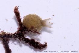 sycon_raphanus-6