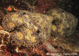 parribacus_antarcticus-fa2233