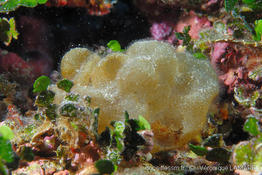 colpomenia_sinuosa-vl1